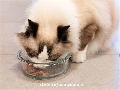 Расписание кормления котенка