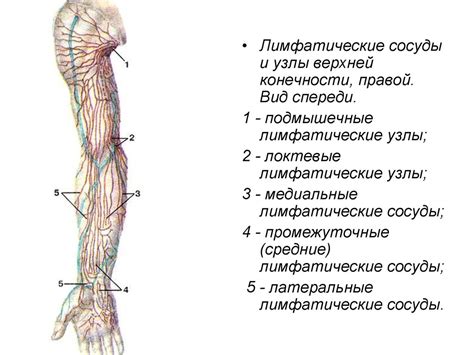 Расположение лимфоузлов на руках