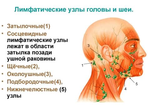 Расположение лимфоузлов под мочкой уха: анатомия и особенности