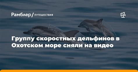 Распространение дельфинов в Охотском море