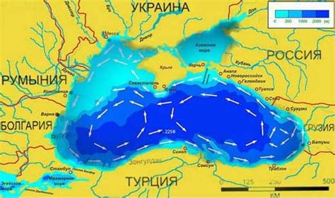 Распространение и количество китов в Черном море