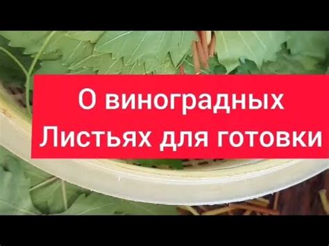 Распространенные мнения о виноградных листьях для питомцев