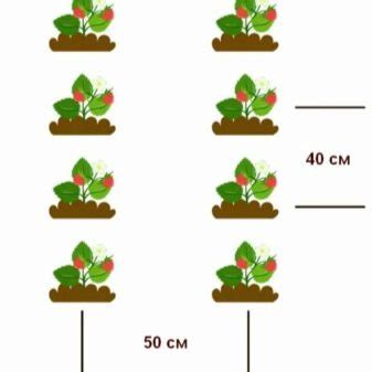 Расстояние между рассадой земляники