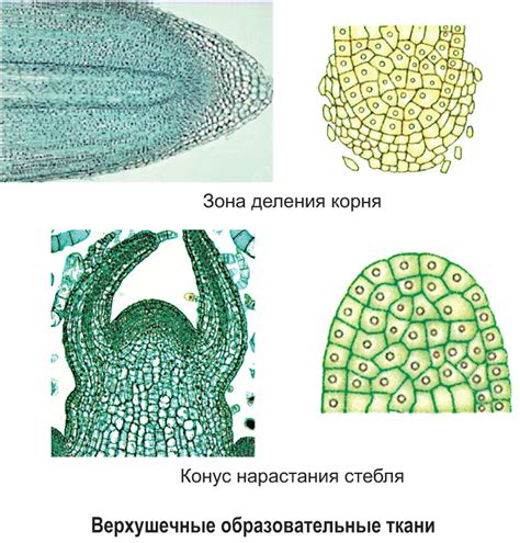 Растения: особенность тканей