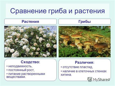 Растения и грибы: кто является производителями в экосистемах?