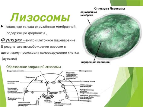 Растения и лизосомы: наличие и функции