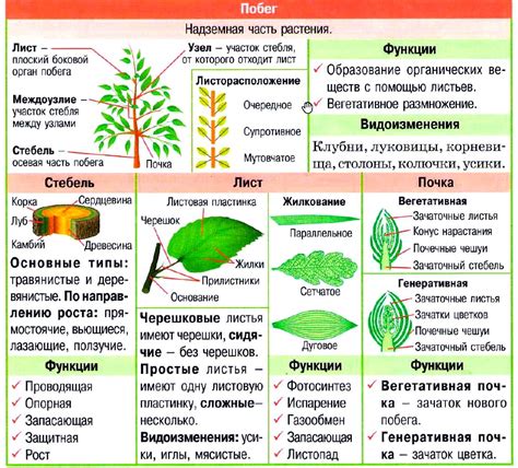 Растения-движухи: какие они существуют и почему это происходит