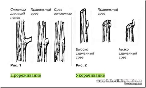 Расчет правильной длины побегов при обрезке