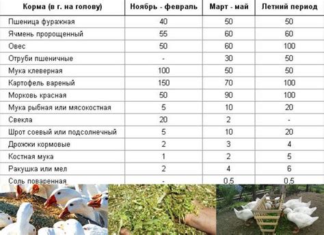 Рацион гусей в разных возрастах