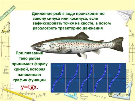 Реальность: рыбы и их движение в воде