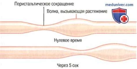 Регулирование кишечной перистальтики