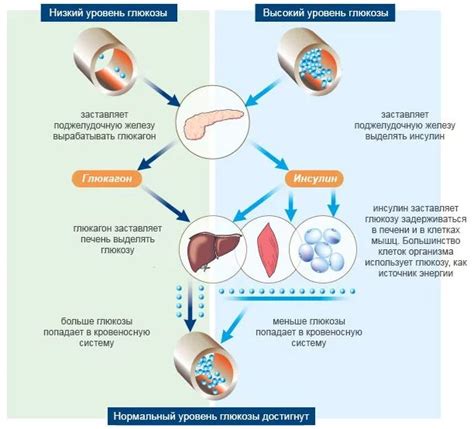 Регулирование уровня глюкозы в крови