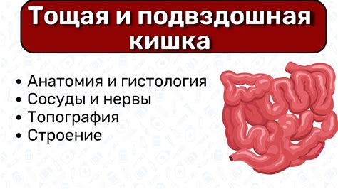 Регулирование функции кишечника: