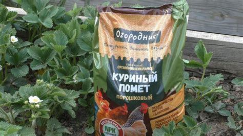 Регулярность подкормки клубники куриным навозом