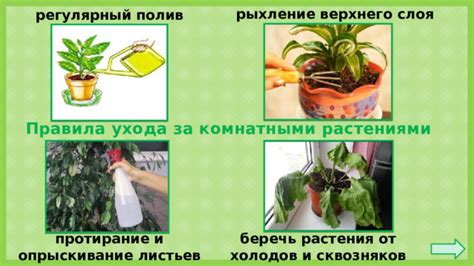 Регулярный полив растения