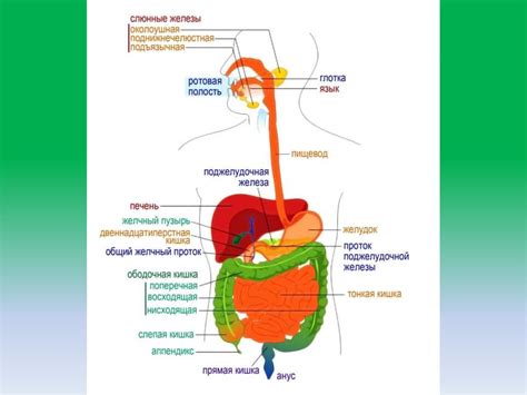 Регуляция пищеварительной системы и улучшение пищеварения