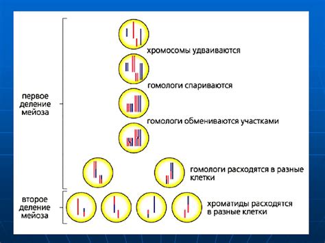 Редукционное деление