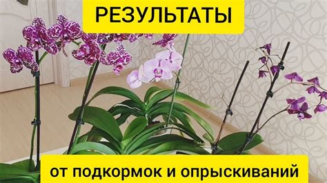 Результаты применения янтарной кислоты