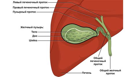 Резюме: позитивное воздействие спорта на желчный пузырь