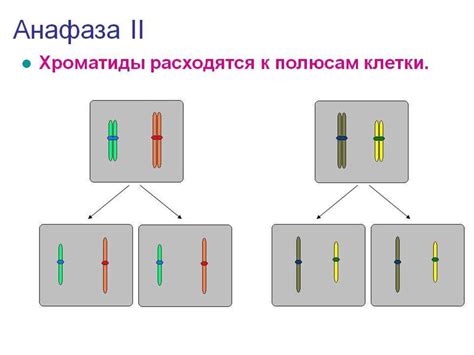 Рекомбинация генетического материала