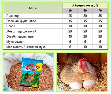 Рекомендации по введению вареного пшена в рацион кур