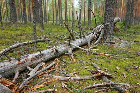 Рекомендации по использованию валежника в качестве топлива