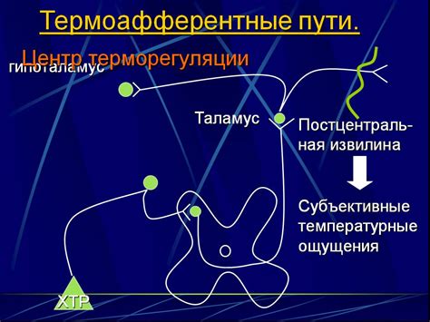 Рекомендации по использованию йода для регуляции температуры тела