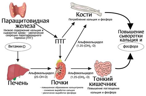 Рекомендации по повышению уровня кальция в организме