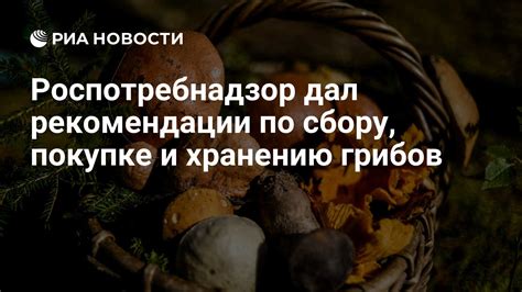 Рекомендации по сбору грибов в Вырице