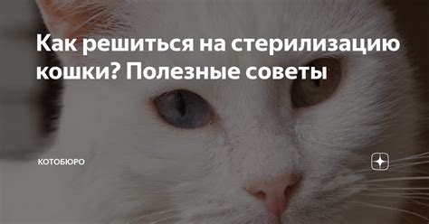 Религиозное разрешение на стерилизацию кошки