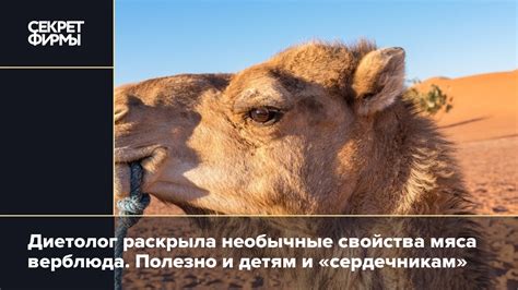 Религиозные законы и традиции, регламентирующие использование мяса верблюда