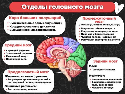 Рем и нерем сон: какие процессы происходят в мозге