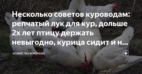 Репчатый лук в рационе кур: преимущества и возможные проблемы