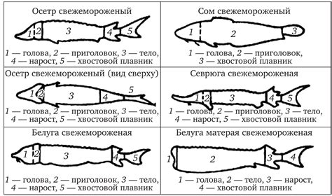 Рефлекс закрытия глаз у некоторых видов рыб