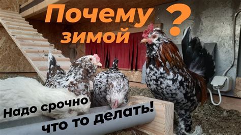 Решение: закрывать курятник или нет?