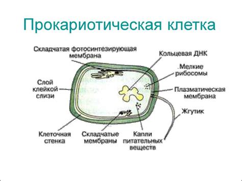 Рибосомы в прокариотических клетках: основные характеристики