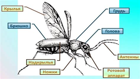 Риски для животных и насекомых