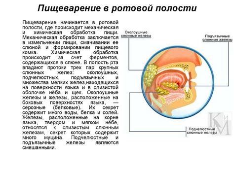 Риски и осложнения при наличии Уреаплазмы в ротовой полости