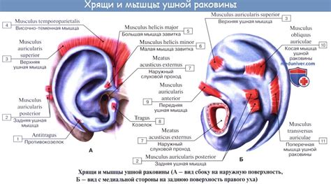 Риски колоть хрящ в ушной раковине