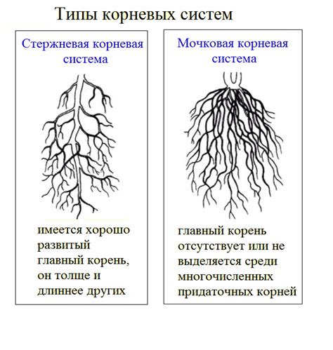 Риск повреждения корней и стеблей