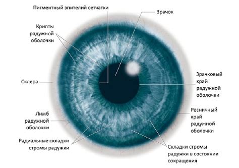 Рисование радужки и зрачка