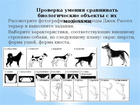 Рисование хвоста и шерсти