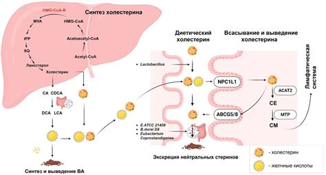 Рис и метаболический процесс