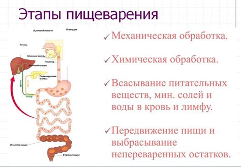 Рис и пищеварение