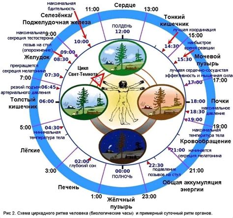 Ритмы и биологический цикл