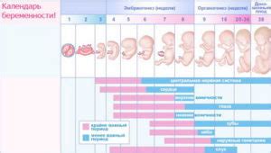 Рождение на 24 неделе: перспективы и последствия