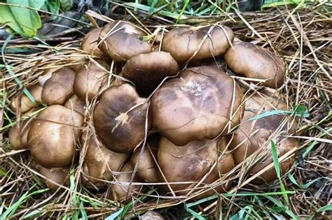 Ролевая функция тасмана в природе