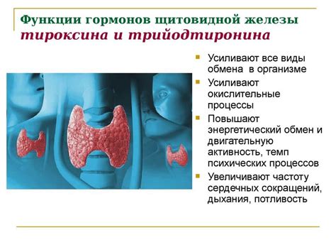 Ролевая функция щитовидной железы в регуляции кровяного давления