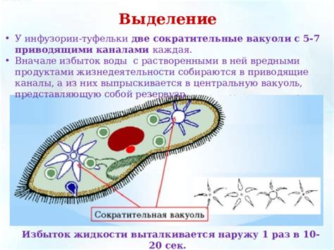 Роль вакуоли в жизнедеятельности инфузории