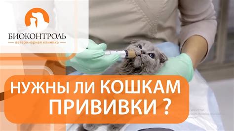 Роль вакцинации для кошек